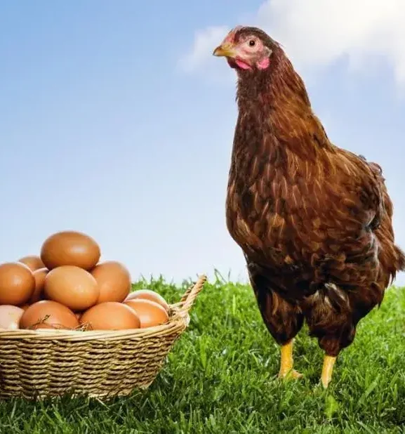 Quem veio primeiro a ovo ou a galinha?