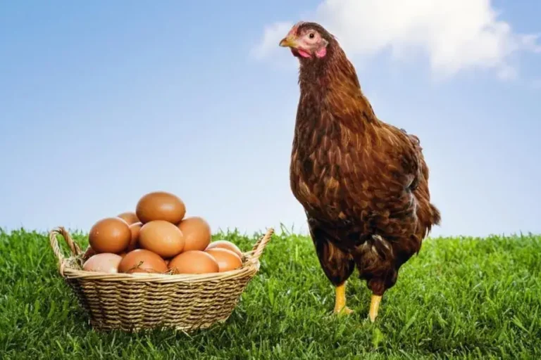 Quem veio primeiro a ovo ou a galinha?